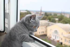 Кот, пластиковые окна Омск